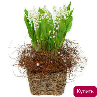 Ландыши Нижний Новгород